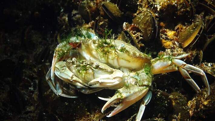 동물 야생동물 바다 절지류 자연 새우 무척추동물 갑각류 사람없음 물 바닷속 수중 게 가재 생태계 생물학 암 동물상 발톱 생태학 우크라이나 4K 저서생물 MP4 해외동영상 클립영상 자연요소 교육 유럽 발 생물 조형물 질병 동영상 파일형식