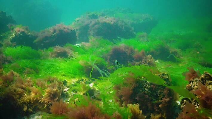 식물 야생동물 바다 자연 사람없음 초록색 환경 바닷속 수중 해조류 생태계 광합성 산화 생태학 소금물 4K 수중영상 MP4 해외동영상 클립영상 동물 교육 컬러 해양식물 동영상 파일형식