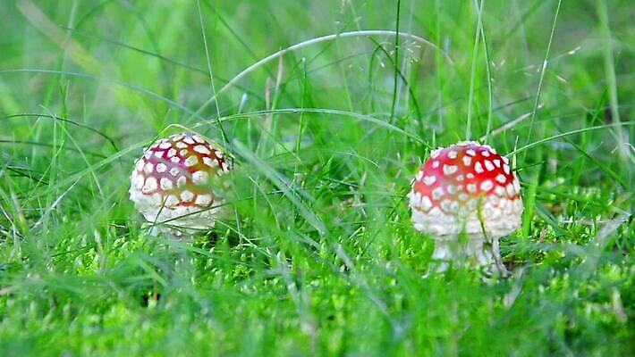 식물 계절 컬러 백그라운드 자연 동화 주택 요정 기술 이야기 사람없음 빨간색 컬러풀 버섯 가을 흰색 점 숲 시골집 공상 내추럴 곰팡이 독버섯 캡모자 MOV 해외동영상 클립영상 모자_잡화 건물 생태계 동영상 파일형식