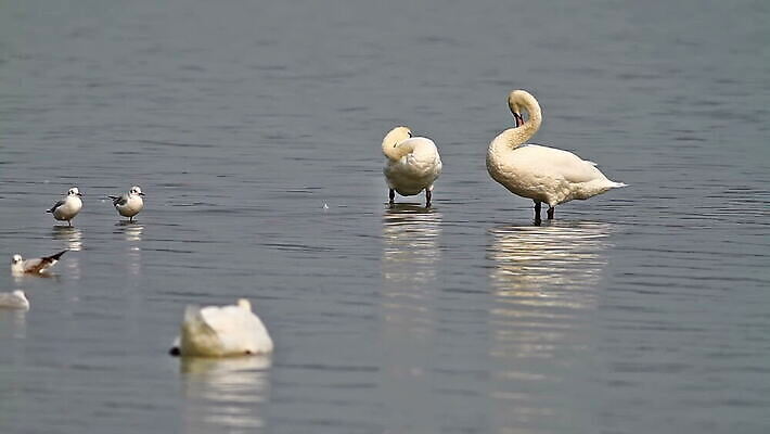 모양 동물 커플 감정 호수 야생동물 바다 2 자연 조류 발렌타인데이 사랑 사람없음 야외 물 파란색 강 반사 머리 평화 수영 침묵 회색 흰색 연못 쌍 신용카드 우아함 심볼 순수 깃털 백조 장면 목 내추럴 단아함 벙어리 천진난만 MOV 해외동영상 클립영상 자연요소 컬러 컨셉 관계 데이이벤트 신체부위 금융 소리 수상스포츠 생태계 동영상 파일형식