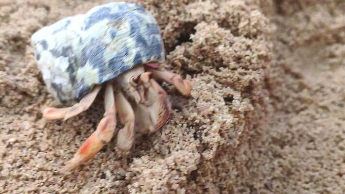 동물 야생동물 모래 바다 섬 여행 백그라운드 자연 하늘 휴가 조개 생물 갑각류 풍경 사람없음 야외 물 여름 모래사장 걷기 수중 게 껍질 흰색 가장자리 닫기 작음 수줍음 내추럴 기어가기 동물상 안다만 집게발 4K MP4 해외동영상 클립영상 자연요소 계절 감정 컬러 모션 어패류 조형물 둘레 크기 생태계 동영상 파일형식