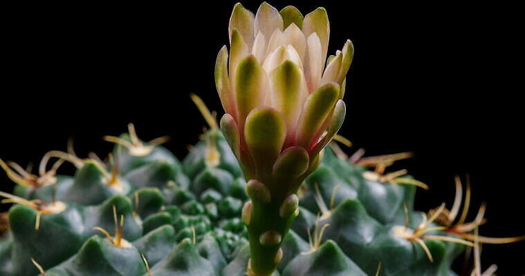 식물 계절 꽃잎 꽃 컬러 꽃다발 꽃무늬 모션 자연 선인장 사람없음 장식 가로 컬러풀 뷰티 봄 펼침 낭만 성장 신선 오픈 개화 변화 속도 동영상 생존 4K 타임랩스 MOV 해외동영상 클립영상 컨셉 무늬 촬영기법 생태계 파일형식