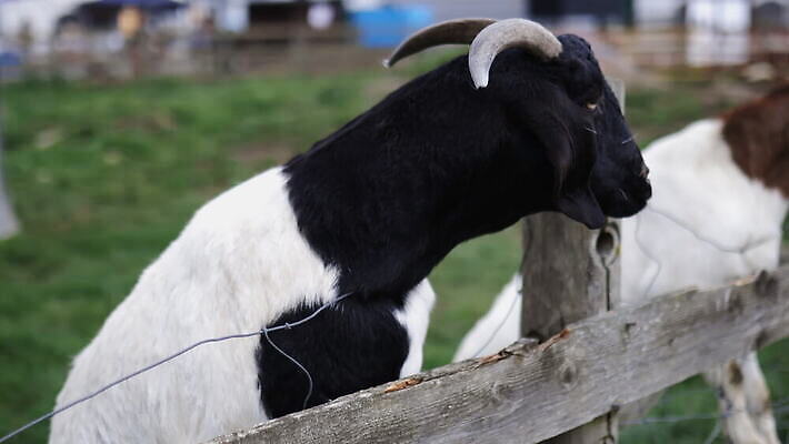 동물 외관 야생동물 농업 포유류 자연 염소 영국 잉글랜드 뿔 동물원 사람없음 야외 목재 울타리 농장 갈색 환경 흰색 시골 양 먹이 먼지 철사 진흙 반추동물 목가 4K MOV 해외동영상 클립영상 나무 유럽 산업 컬러 재료 담장 생태계 동영상 파일형식