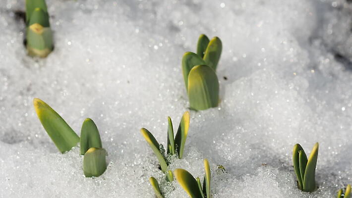 식물 계절 백그라운드 겨울 밭 자연 날씨 따뜻함 초원 사람없음 야외 초록색 물 빛 태양 새싹 냉동 얼음 봄 흰색 녹음 닫기 시원함 땅 유기농 서리 수선화 내추럴 4K MOV 해외동영상 클립영상 자연요소 웰빙 꽃 컬러 농업 모션 기록 생태계 동영상 파일형식