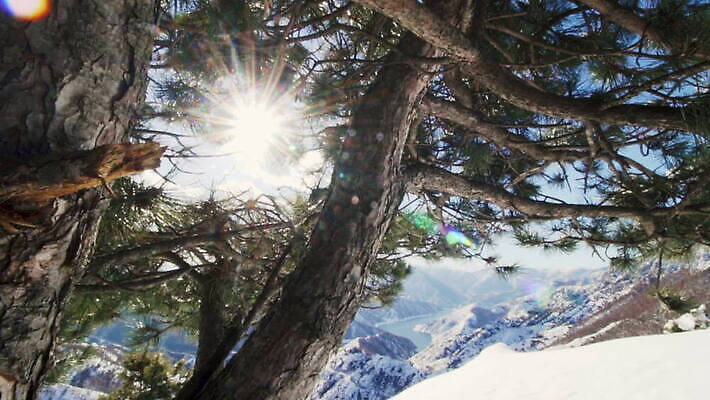 나무 계절 겨울 자연 산 사람없음 야외 햇빛 태양 나뭇가지 소나무 숲 눈내림 MOV 해외동영상 클립영상 자연요소 식물 눈_날씨 생태계 동영상 파일형식