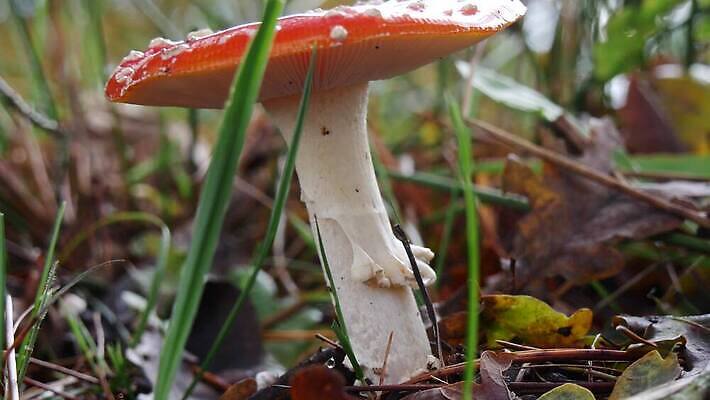 계절 컬러 자연 생물 초원 사람없음 장식 빨간색 컬러풀 버섯 가을 숲 위험 생물학 내추럴 곰팡이 독버섯 땅바닥 캡모자 4K MP4 해외동영상 클립영상 모자_잡화 교육 컨셉 바닥 생태계 동영상 파일형식