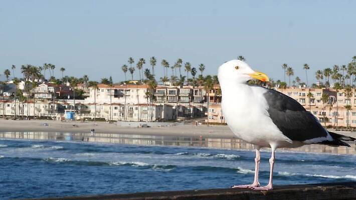 바다 여행 갈매기 조류 리조트 휴가 주택 사람없음 건물 목재 물 여름 야자수 뷰티 항구 미국 산책로 분위기 닫기 캘리포니아 주말 태평양 로스앤젤레스 철책 4K 오션사이드 MP4 해외동영상 클립영상 자연요소 나무 동물 건축물 계절 길 컨셉 북아메리카 재료 교통시설 모션 동영상 파일형식