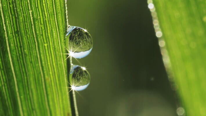 식물 잎 자연 사람없음 야외 초록색 물 반사 물방울 투명 이슬 MOV 해외동영상 클립영상 자연요소 컬러 생태계 동영상 파일형식