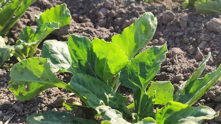 식물 계절 산업 지구 잎 밭 농업 채소 자연 씨앗 풍경 사람없음 야외 초록색 농작물 농장 농사 기계 흙 봄 수확 성장 시골 농부 땅 설탕 뿌리 먼지 트랙터 땅바닥 밭일 비트 심기 줄서기 파종 세련 4K MP4 해외동영상 클립영상 직업 컬러 모션 바닥 농기계 생태계 특수차량 동영상 파일형식