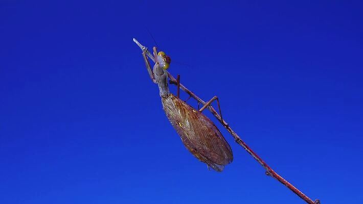 동물 여자 야생동물 곤충 절지류 자연 하늘 무척추동물 안테나 사람없음 초록색 파란색 갈색 기도 육식동물 내추럴 포식 4K MP4 해외동영상 클립영상 컬러 통신 사람 생태계 동영상 파일형식