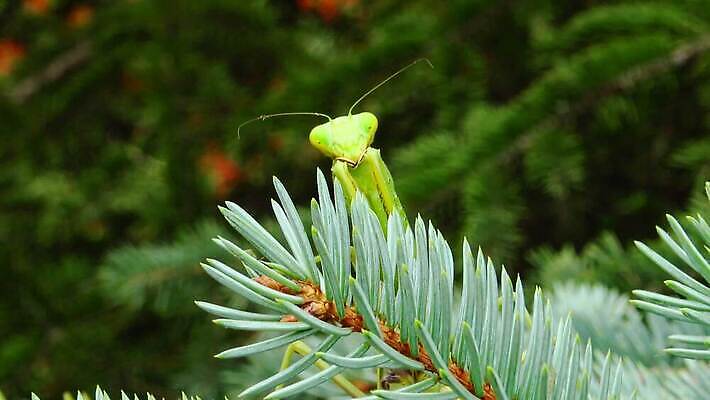 동물 1 유럽 야생동물 곤충 백그라운드 절지류 자연 무척추동물 안테나 사람없음 초록색 기도 벌레 생물학 육식동물 사냥꾼 내추럴 동물상 포식 4K MP4 해외동영상 클립영상 직업 교육 나라 컬러 통신 조형물 생태계 동영상 파일형식