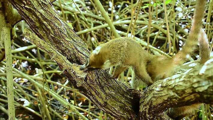 나무 동물 얼굴 야생동물 어린이 포유류 자연 털 동물원 사람없음 야외 갈색 환경 검은색 미국 군중 숲 열대우림 모피 코 꼬리 육식동물 새장 주둥이 남쪽 노려봄 돌봄 코스타리카 동정 자선단체 4K MP4 해외동영상 클립영상 식물 컬러 북아메리카 모션 표정 사람 신체부위 그룹 중앙아메리카 방향 생태계 동영상 자선 케이지 파일형식