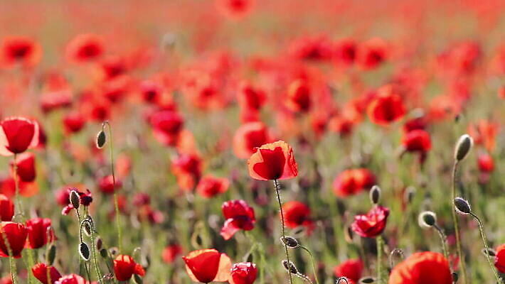 식물 계절 꽃잎 꽃 줄기 컬러 백그라운드 잎 꽃무늬 밭 농업 자연 풍경 초원 사람없음 빨간색 초록색 여름 농장 정원 보라색 봄 벚꽃 시골 개화 땅 허브 원예 아로마 양귀비 내추럴 MOV 해외동영상 클립영상 산업 무늬 취미 생태계 동영상 파일형식