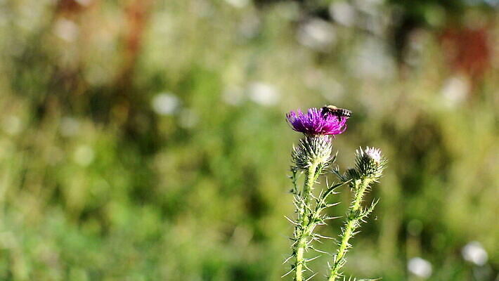 식물 계절 꽃 컬러 꽃무늬 밭 자연 하늘 사람없음 야외 초록색 파란색 컬러풀 햇빛 태양 농장 노란색 정원 봄 벚꽃 흰색 시골 신선 뜨거움 데이지 수레국화 캐모마일 수평선 MOV 해외동영상 클립영상 자연요소 무늬 농업 허브 생태계 동영상 파일형식