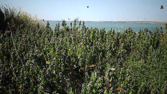 동물 꽃 야생동물 나비 곤충 날개 오렌지 자연 사람없음 초록색 여름 컬러풀 그리기 동물상 취급주의 코스모폴리탄 4K MP4 해외동영상 클립영상 식물 계절 컬러 과일 모션 경고 조형물 칵테일 생태계 동영상 파일형식