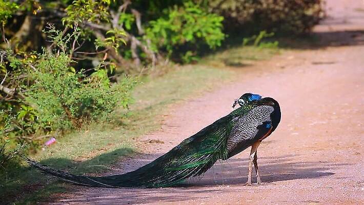 동물 남자 아시아 야생동물 자연 조류 국립공원 사람없음 파란색 공작 인도인 깃털 꼬리 네팔 몸단장 보호구역 스리랑카 웅장함 MOV 해외동영상 클립영상 외국인 공원 나라 컬러 사람 동양인 생태계 동영상 구역 파일형식