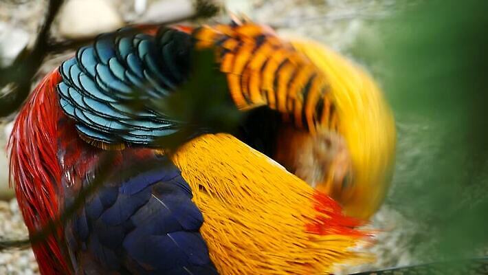 동물 1 남자 야생동물 컬러 백그라운드 무지개 날개 오렌지 자연 조류 성인 사람없음 장식 빨간색 파란색 컬러풀 뷰티 노란색 머리 정원 검은색 중국 어둠 줄무늬 흰색 황금 닫기 숲 전시회 깃털 꼬리 꿩 수탉 내추럴 봉황 이국적 MOV 해외동영상 클립영상 자연요소 아시아 무늬 과일 모션 사람 신체부위 전시 닭 수컷 생태계 동영상 파일형식