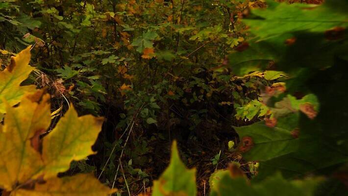 응시 시선 무기 포즈 유니폼 모션 경고 마스크 안전 여러명 운동 힘 군인 총 관찰 그룹 수비 수술 숲 공격 준비 군용 싸움 전쟁 육군 변장 적 4K MOV 해외동영상 클립영상 직업 옷 다수 의학 군대 건강 사람 치료 동영상 국군 파일형식