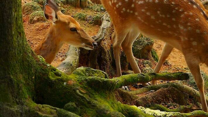동물 공원 여자 남자 아시아 야생동물 밭 포유류 자연 초식동물 털 뿔 사람없음 야외 태양 갈색 환경 침묵 봄 흰색 아기 점 숲 방목 뿌리 내추럴 동물상 아기사슴 암사슴 전국 MOV 해외동영상 클립영상 자연요소 계절 공공시설 나라 새끼 컬러 농업 사슴 사람 조형물 소리 축산업 암컷 생태계 동영상 파일형식