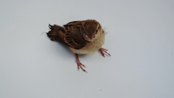 나무 동물 야생동물 컬러 태국 자연 조류 실내 앉기 사람없음 컬러풀 소리 흰색 나뭇가지 관찰 황무지 작음 자르기 깃털 사냥 공포 참새 고립 동물상 유라시아 MP4 해외동영상 클립영상 식물 유럽 아시아 모션 내부 조형물 크기 생태계 동영상 파일형식