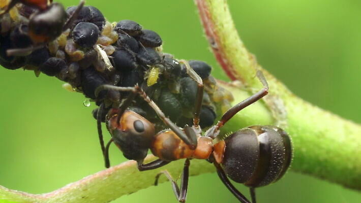 식물 동물 계절 야생동물 줄기 컬러 곤충 절지류 관계 자연 협력 노동자 함께함 안테나 사람없음 야외 가로 머리 화목 활발 물방울 양치기 해충 보호 빨다 수집 먹기 묘사 경계 생태계 생물학 개미 이익 기어가기 동물상 MOV 해외동영상 클립영상 직업 교육 컨셉 통신 모션 신체부위 조형물 벌레 동영상 파일형식