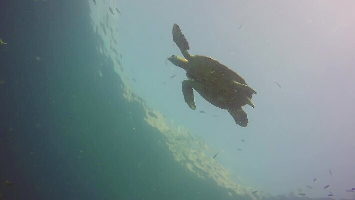 동물 야생동물 바다 섬 여행 백그라운드 파충류 태국 자연 표면 휴가 생물 항해 사람없음 물 파란색 컬러풀 환경 바닷속 수중 다양 스노클링 거북이 보호 생태계 다이빙 태평양 암초 서식지 석호 발견 내추럴 동물상 안다만 이국적 파라다이스 4K MP4 해외동영상 클립영상 자연요소 아시아 컬러 다수 컨셉 조형물 수영 수상스포츠 배 동영상 수중스포츠 선박 파일형식