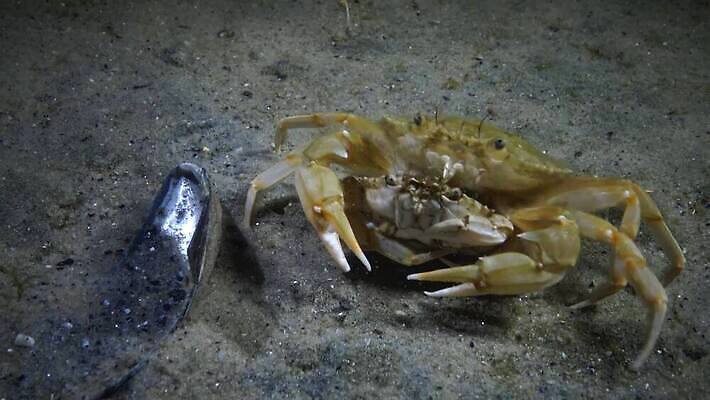 동물 야생동물 바다 절지류 자연 새우 무척추동물 갑각류 사람없음 물 바닷속 수중 게 가재 생태계 생물학 암 동물상 발톱 생태학 우크라이나 4K 저서생물 MP4 해외동영상 클립영상 자연요소 교육 유럽 발 생물 조형물 질병 동영상 파일형식