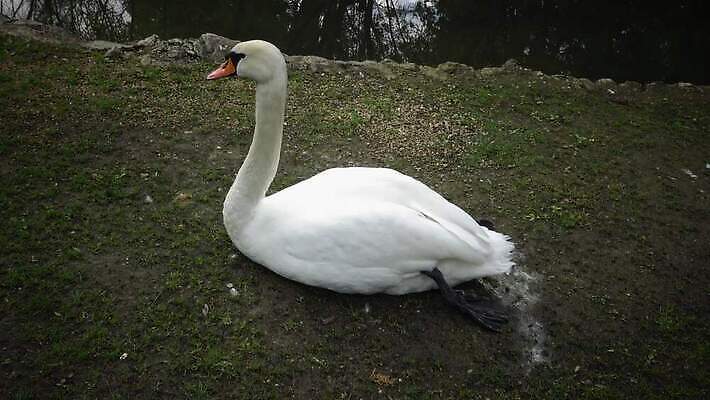 동물 호수 야생동물 백그라운드 오렌지 자연 조류 성인 사람없음 물 파란색 강 반사 노란색 수영 침묵 놀람 젖음 흰색 연못 우아함 깃털 묘사 부리 백조 물새 벙어리 4K MP4 해외동영상 클립영상 자연요소 감정 컬러 컨셉 과일 표정 사람 소리 수상스포츠 생태계 동영상 파일형식