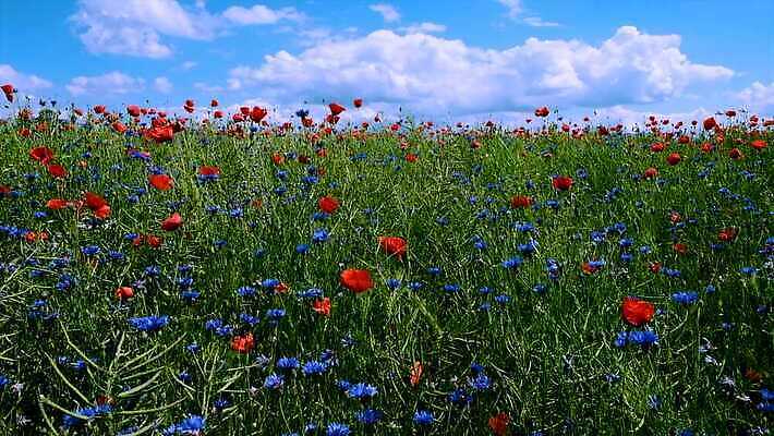 식물 계절 꽃잎 꽃 컬러 백그라운드 잎 꽃무늬 밭 농업 자연 하늘 바람 사람없음 야외 빨간색 초록색 파란색 컬러풀 햇빛 노란색 맑음 봄 벚꽃 시골 신선 개화 허브 흔들림 양귀비 수레국화 4K MOV 해외동영상 클립영상 자연요소 산업 무늬 모션 날씨 태양 생태계 동영상 파일형식