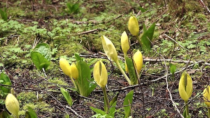 식물 꽃 컬러 자연 잉글랜드 사람없음 초록색 물 노란색 봄 젖음 습지 양배추 냄새 변소 서쪽 워싱턴 4K MP4 해외동영상 클립영상 자연요소 계절 채소 영국 미국 방향 생태계 동영상 파일형식