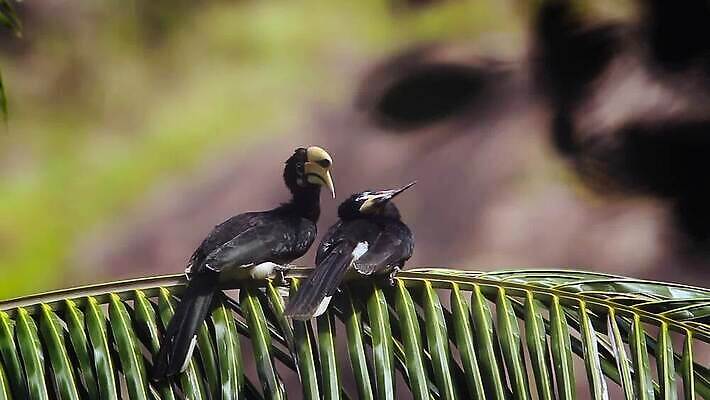 동물 커플 아시아 야생동물 2 태국 자연 조류 국립공원 동양인 사람없음 황무지 보호 인도인 부리 네팔 북쪽 몸단장 말레이시아 보호구역 스리랑카 MOV 해외동영상 클립영상 외국인 공원 나라 컨셉 관계 인종 방향 생태계 동영상 구역 파일형식