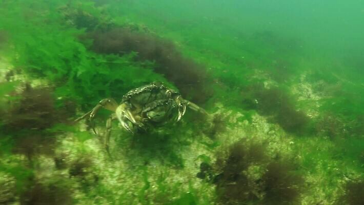 동물 야생동물 모래 바다 절지류 자연 생물 무척추동물 갑각류 풍경 사람없음 환경 바닷속 수중 게 가재 지중해 해산물 생태계 발톱 생태학 소금물 식용 집게발 4K 수중영상 MP4 해외동영상 클립영상 교육 발 동영상 파일형식