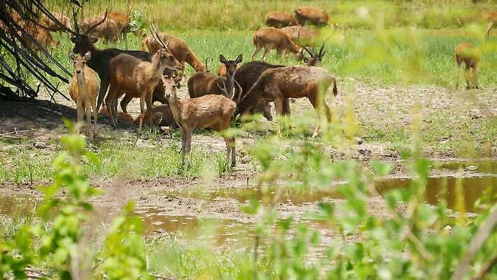 동물 공원 여자 남자 야생동물 밭 농업 포유류 자연 산 털 뿔 동양인 사람없음 야외 농장 갈색 머리 환경 가축 봄 시골 그룹 황무지 선탠 군중 방목 먹기 생태계 꼬리 서식지 내추럴 동물상 아기사슴 많음 4K MP4 해외동영상 클립영상 계절 공공시설 산업 새끼 컬러 컨셉 모션 사슴 사람 인종 신체부위 조형물 축산업 동영상 파일형식