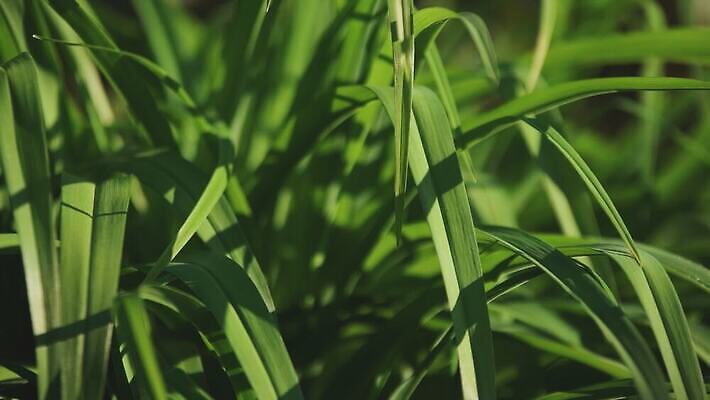 나무 식물 동물 구름 계절 공원 꽃 컬러 백그라운드 잎 밭 농업 자연 하늘 바람 사람 풍경 잔디 초원 사람없음 야외 초록색 여름 파란색 햇빛 태양 농장 노란색 환경 정원 맑음 봄 성장 흰색 시골 숲 땅 장면 내추럴 4K MOV 해외동영상 클립영상 자연요소 공공시설 산업 날씨 생태계 동영상 파일형식