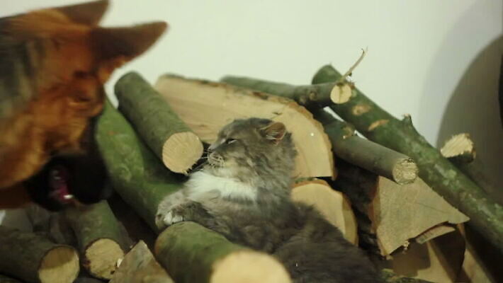 동물 감정 얼굴 줄기 2 장난 관계 포옹 놀이 수염 털 함께함 사랑 사람없음 친구 반려동물 갈색 귀여움 고양이 우정 그룹 개 강아지 작음 꼬리 대치 순혈 MOV 해외동영상 클립영상 식물 컬러 컨셉 포유류 안기 신체부위 크기 동영상 파일형식