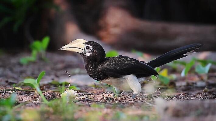 동물 아시아 야생동물 과일 태국 자연 조류 국립공원 동양인 사람없음 황무지 보호 인도인 먹기 부리 네팔 북쪽 말레이시아 보호구역 스리랑카 MOV 해외동영상 클립영상 외국인 공원 나라 컨셉 모션 인종 방향 생태계 동영상 구역 파일형식