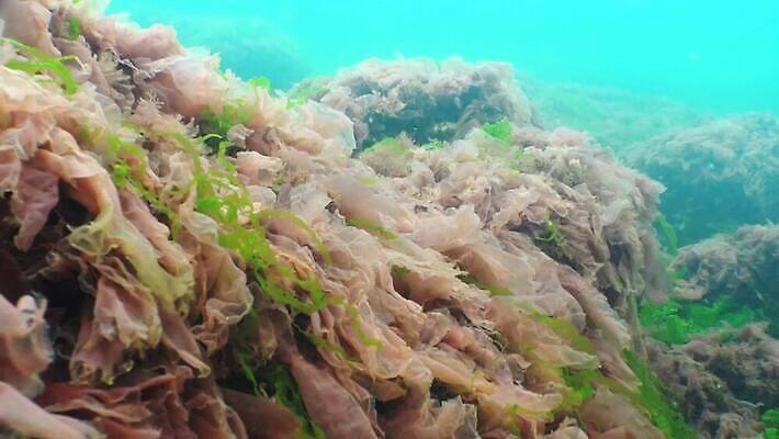 식물 동물 야생동물 바다 자연 무척추동물 사람없음 초록색 물 환경 바닷속 수중 수중동물 해조류 지중해 생태계 생물학 동물상 생태학 소금물 4K 수중영상 저서생물 MP4 해외동영상 클립영상 자연요소 교육 컬러 생물 조형물 해양식물 동영상 파일형식