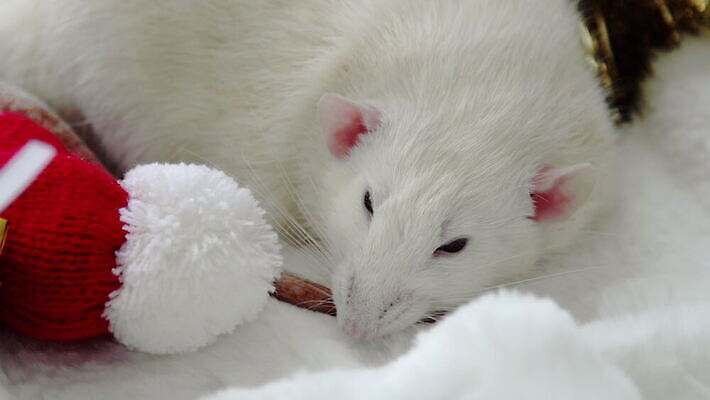 나무 동물 행복 음식 포즈 백그라운드 컨셉 크리스마스 포유류 휴가 새로움 털 실내 선물 사람없음 장식 반려동물 놀람 기쁨 흰색 기다림 닫기 해충 쥐 설치류 작음 연도 사인 코 꼬리 귀 마법 솜털 발톱 총구 4K MOV 해외동영상 클립영상 식물 기념일 감정 컬러 모션 발 표정 내부 신체부위 벌레 크기 동영상 파일형식