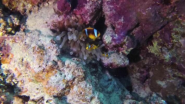 동물 야생동물 바다 컬러 백그라운드 자연 이집트 어류 사람없음 빨간색 물 파란색 환경 바닷속 수중 수영 수중동물 광대 산호 산호초 잠수부 스쿠버다이빙 암초 홍해 해파리 깊이 이국적 MP4 해외동영상 클립영상 자연요소 아프리카 수상스포츠 수중식물 자포동물 전문직 생태계 동영상 파일형식