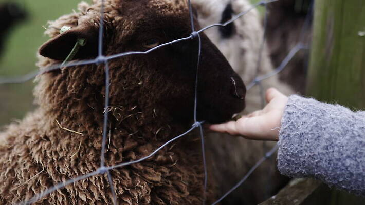 동물 야생동물 어린이 밭 농업 포유류 자연 영국 잉글랜드 사람 소녀 야외 목재 울타리 농장 갈색 머리 환경 금속 시골 양 소 먹이 먼지 철사 진흙 양모 밭일 배선 4K MOV 해외동영상 클립영상 나무 여자 유럽 산업 컬러 재료 재질 신체부위 담장 한자 직물 생태계 동영상 파일형식