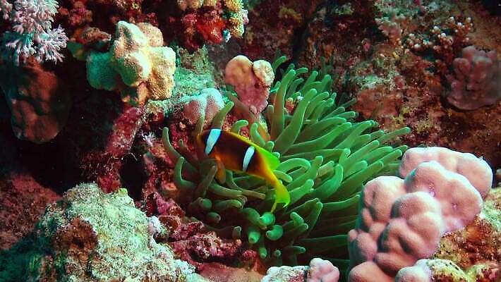 동물 야생동물 바다 컬러 백그라운드 자연 이집트 어류 사람없음 빨간색 물 파란색 환경 바닷속 수중 수영 수중동물 광대 산호 산호초 잠수부 스쿠버다이빙 암초 수족관 홍해 해파리 깊이 이국적 4K MP4 해외동영상 클립영상 자연요소 아프리카 수상스포츠 수중식물 자포동물 전문직 생태계 동영상 파일형식