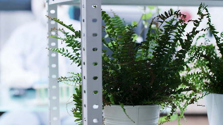 식물 직업 1 교육 산업 과학 잎 자연 노동자 현미경 실험 작업복 가면 사람 사람없음 초록색 장비 시험 성장 흰색 작업 실험실 보호 생명공학 연구원 과학자 확인 대학교 생물학 공학 내추럴 묘목 유전 유전자변형 4K MOV 해외동영상 클립영상 나무 옷 컬러 컨셉 의학 학교 실험기구 생태계 동영상 학자 파일형식