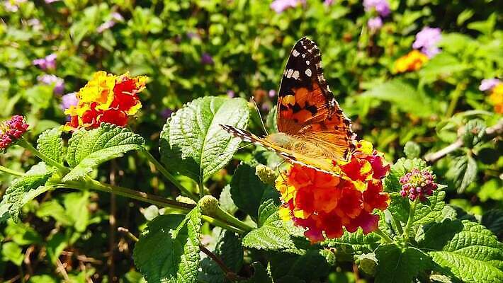 식물 꽃 나비 곤충 잎 날개 모션 자연 사람없음 빨간색 초록색 컬러풀 환경 모임 벚꽃 그리기 닫기 큼 수집 흔들림 보케 꽃가루 꿀 느림 블러효과 세이지 수유 코스모폴리탄 MP4 해외동영상 클립영상 동물 컬러 칵테일 크기 가루 생태계 동영상 블러 파일형식 효과