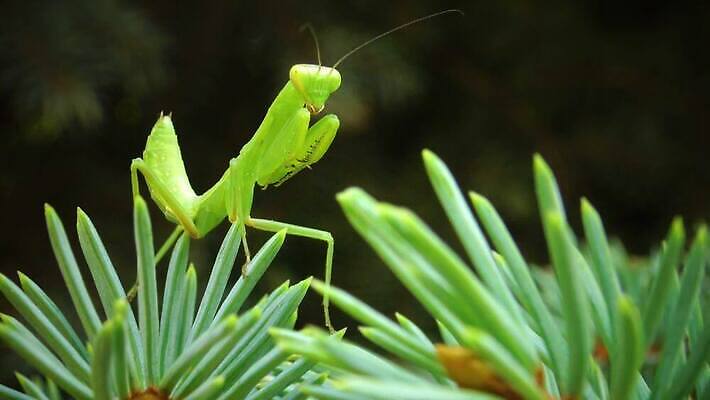 동물 여자 야생동물 곤충 잎 절지류 자연 무척추동물 안테나 사람없음 초록색 흰색 기도 육식동물 포식 4K MP4 해외동영상 클립영상 식물 컬러 통신 사람 생태계 동영상 파일형식