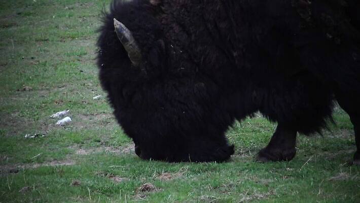 동물 공원 남자 야생동물 포유류 자연 털 사람없음 여름 갈색 계곡 미국 군중 방목 들소 황소 짝짓기 와이오밍 전국 4K MP4 해외동영상 클립영상 계절 공공시설 컬러 북아메리카 사람 소 축산업 생태계 동영상 파일형식