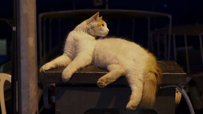 동물 1 응시 행복 컬러 컨셉 포유류 휴식 수염 털 사랑 사람없음 야외 여름 반려동물 노란색 머리 고양이 어둠 기쁨 흰색 야간 모피 귀 솜털 생강 내추럴 거짓말 기르기 유래 4K 순혈 MOV 해외동영상 클립영상 자연요소 시선 계절 감정 채소 신체부위 동영상 돌봄 파일형식