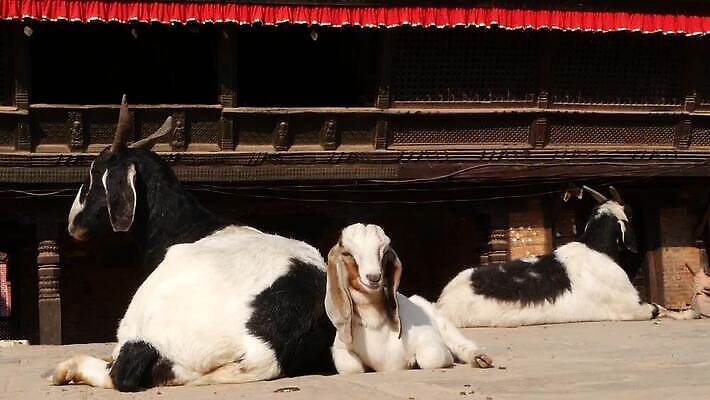 동물 전통 행복 아시아 야생동물 여행 백그라운드 농업 포유류 자연 벽돌 염소 거리 털 뿔 동양인 사람없음 야외 반려동물 농장 갈색 머리 마을 흰색 시골 도시 잠 사찰 시티라이프 네팔 무료 카트만두 MP4 해외동영상 클립영상 라이프스타일 감정 나라 산업 컬러 종교건축 인종 신체부위 생태계 동영상 파일형식