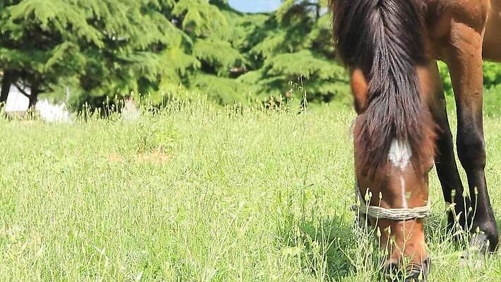동물 밭 농업 포유류 자연 사람없음 가로 초록색 농장 갈색 맑음 가축 봄 목장 방목 먹기 방목장 수유 MOV 해외동영상 클립영상 계절 산업 컬러 모션 날씨 축산업 생태계 동영상 파일형식