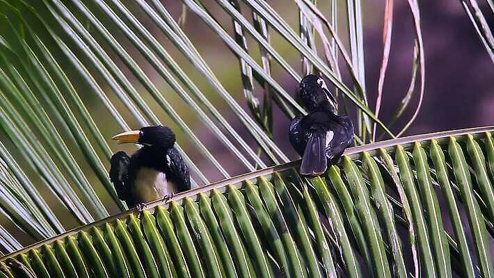 동물 커플 아시아 야생동물 2 태국 자연 조류 국립공원 동양인 사람없음 황무지 보호 인도인 부리 네팔 북쪽 몸단장 말레이시아 보호구역 스리랑카 MOV 해외동영상 클립영상 외국인 공원 나라 컨셉 관계 인종 방향 생태계 동영상 구역 파일형식