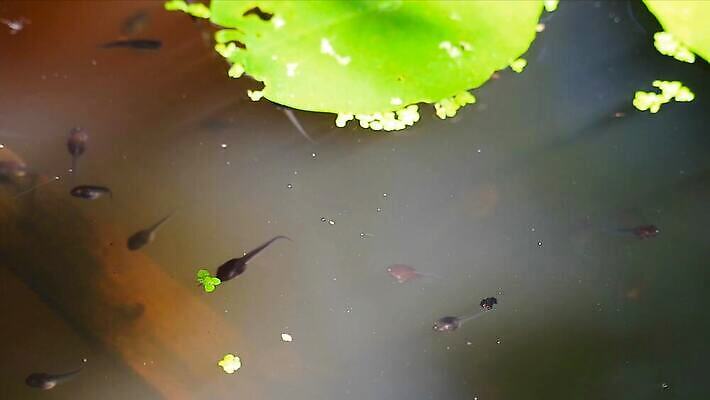 동물 호수 야생동물 백그라운드 자연 표면 바닥 개구리 양서류 사람없음 야외 물 강 환경 검은색 수중 수영 어둠 봄 흐름 성장 아기 연못 항아리 열대우림 당구 생물학 꼬리 서식지 두꺼비 내추럴 민물 생태학 많음 4K MOV 해외동영상 클립영상 자연요소 계절 교육 컬러 컨셉 사람 구기 수상스포츠 도자기 숲 생태계 동영상 파일형식
